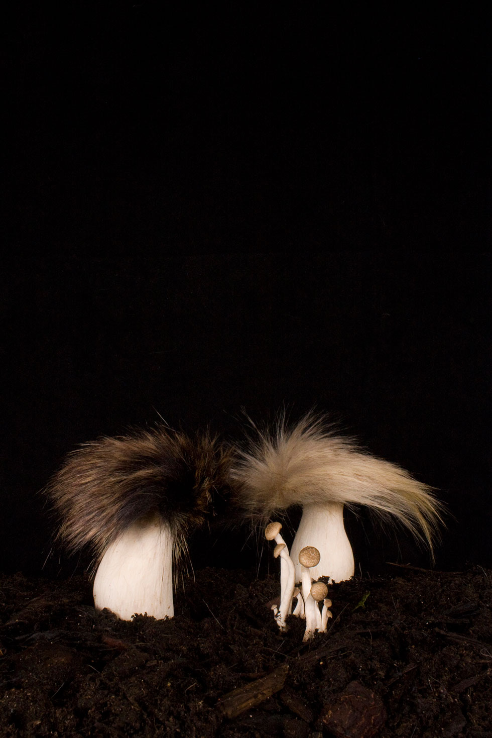 Racoon and Linx Fungi, Carole Collet, 2014